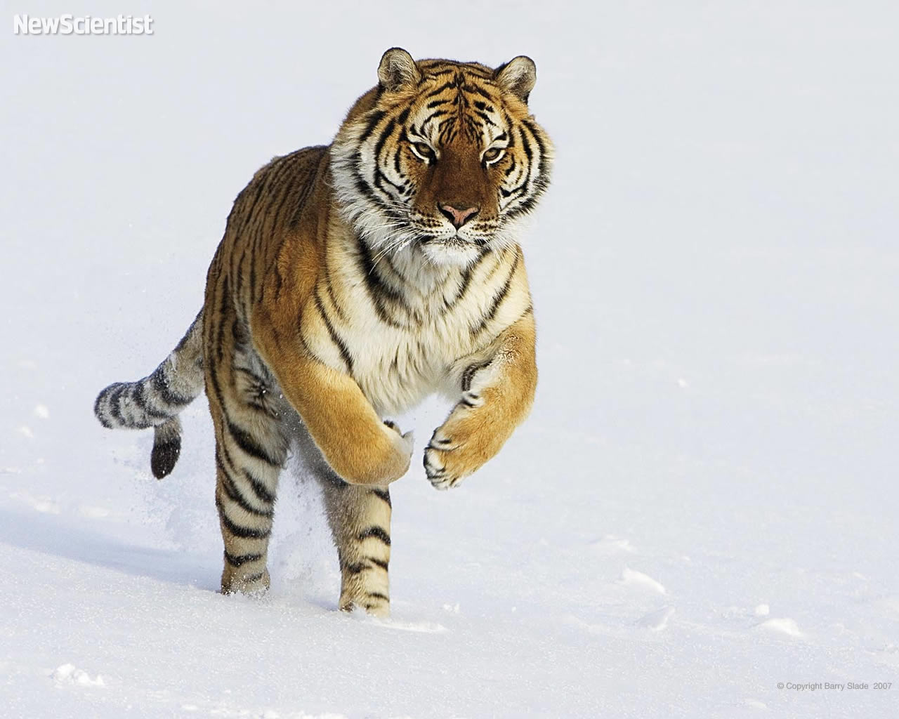 Amur Tiger Snow - Amur Siberian Tiger - HD Wallpaper 