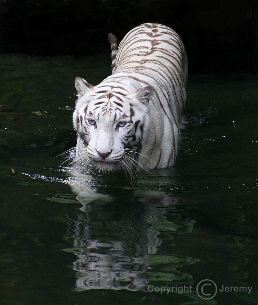 White Tiger - Singapore Zoo - HD Wallpaper 
