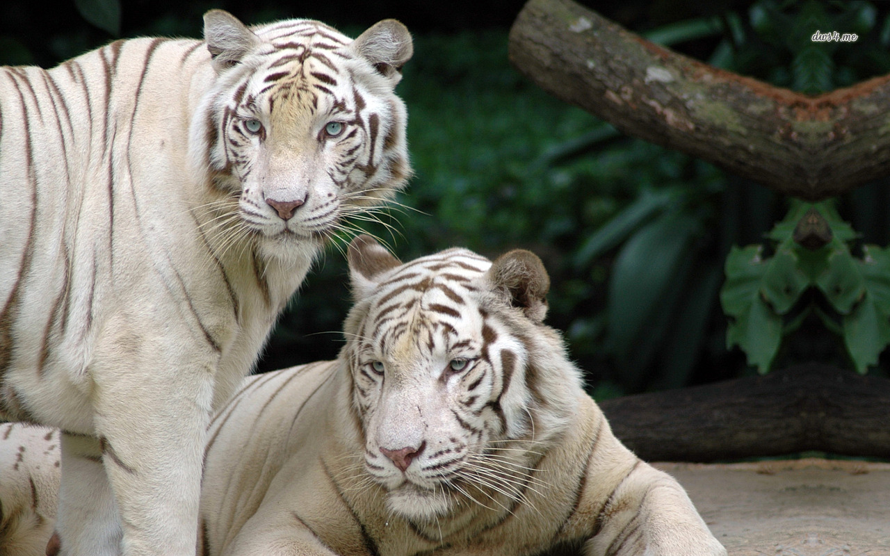 Singapore Zoo - HD Wallpaper 