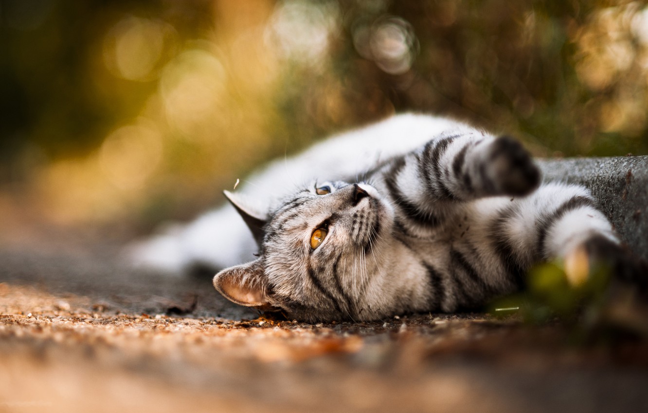 Photo Wallpaper Cat, Wool, Wallpapers, Bokeh, Paws, - Silver Tabby Amber Eyes Cat - HD Wallpaper 