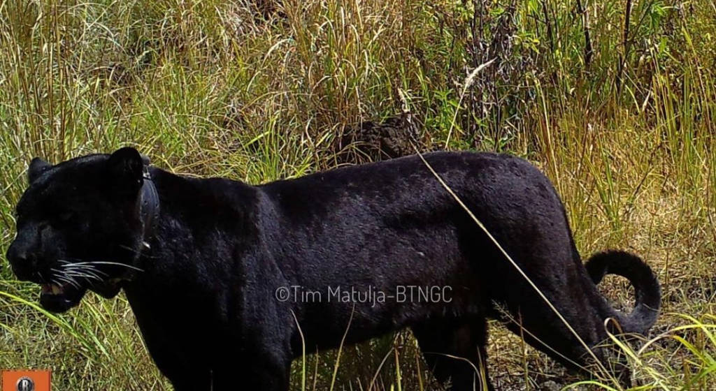 Satwa Gunung Slamet - HD Wallpaper 