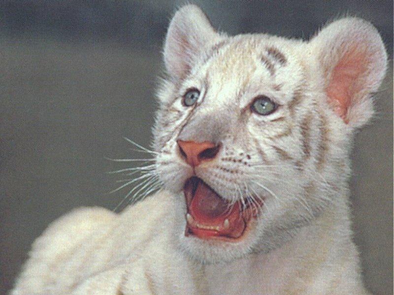 White Tiger Juvenile - HD Wallpaper 