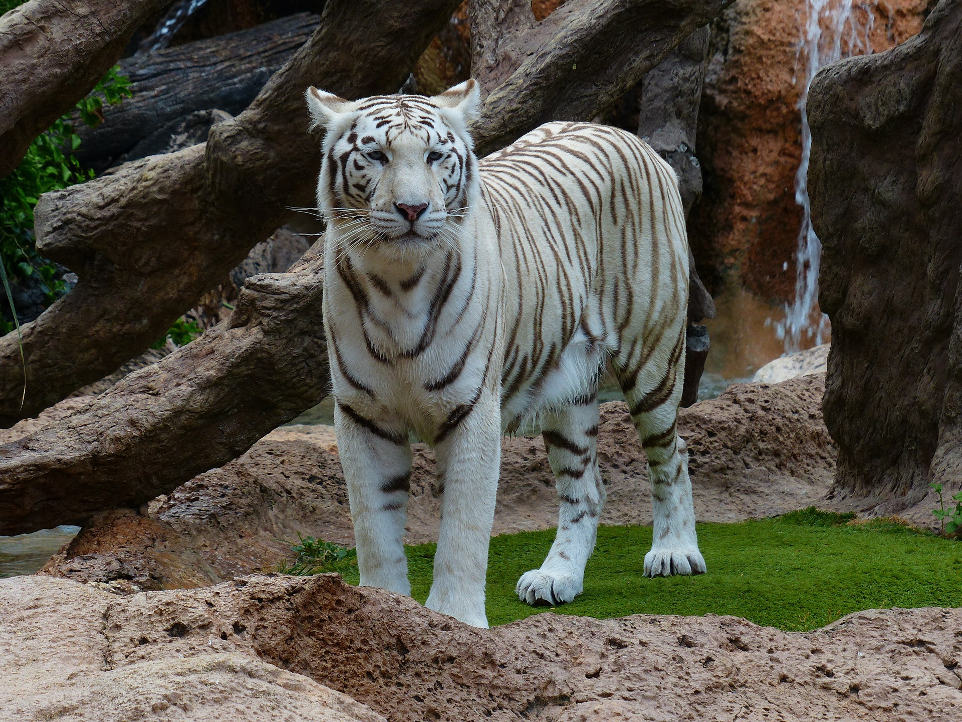 White Bengal Tiger Standing In Zoo Wallpapers - HD Wallpaper 