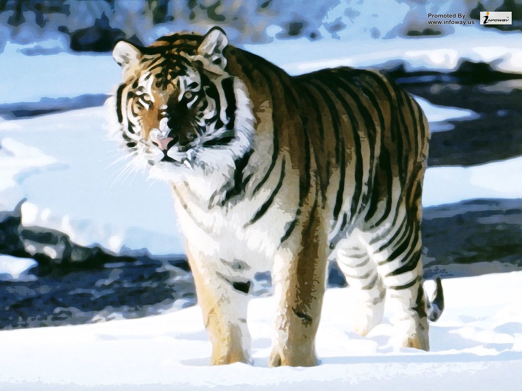 Snow Tigers Wallpaper - Russia Birch Forest Tiger - HD Wallpaper 