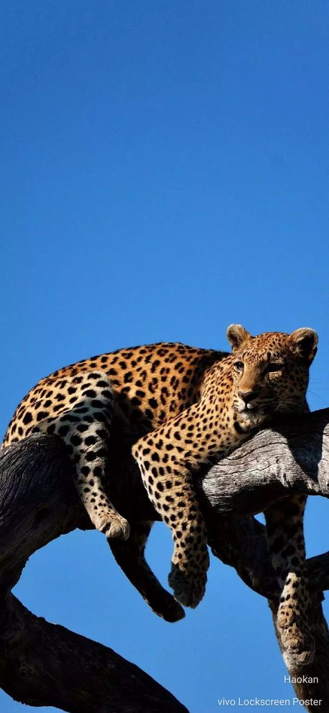 Lazy Cheetah On Tree - HD Wallpaper 