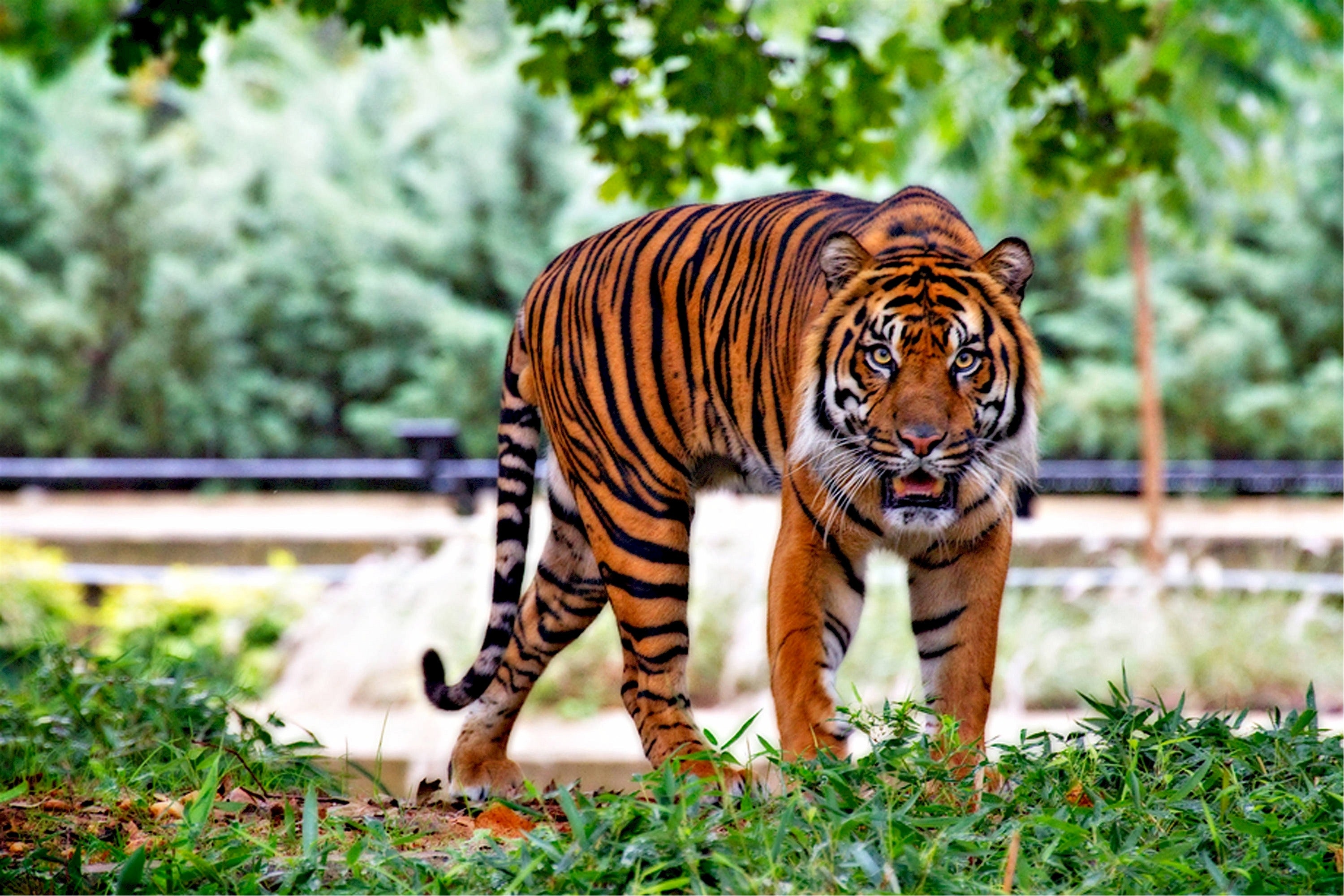 Bengal Tiger Sumatran Tiger - HD Wallpaper 