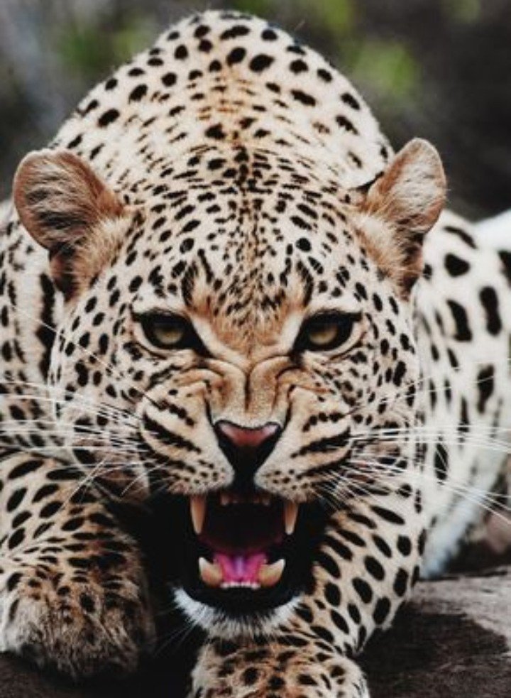 Clouded Leopard Wallpaper Iphone 720x983 Wallpaper Teahub Io