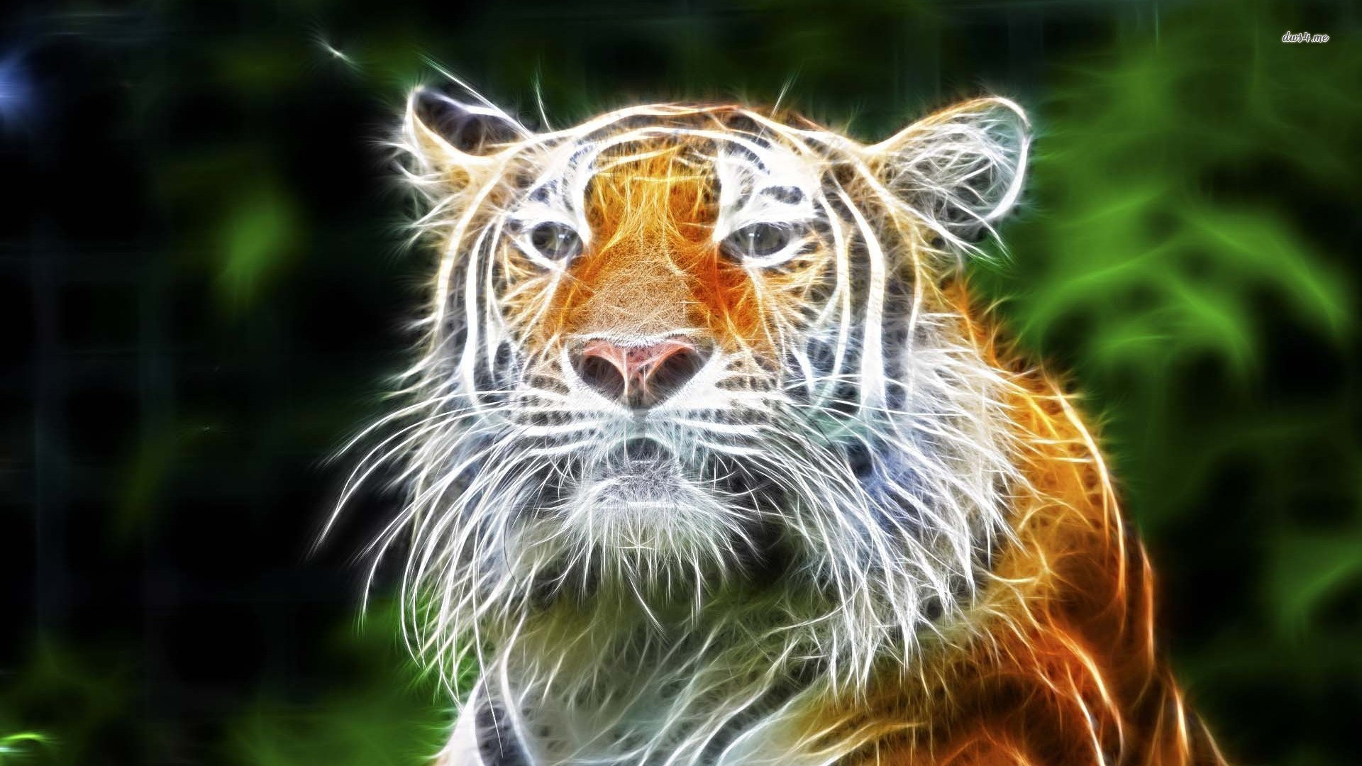 White Tiger Baby Cub - Bengal Tiger - HD Wallpaper 