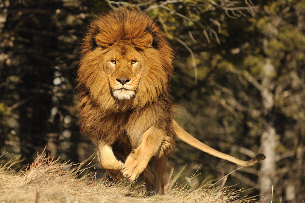 Lion Pic Hd Download - HD Wallpaper 