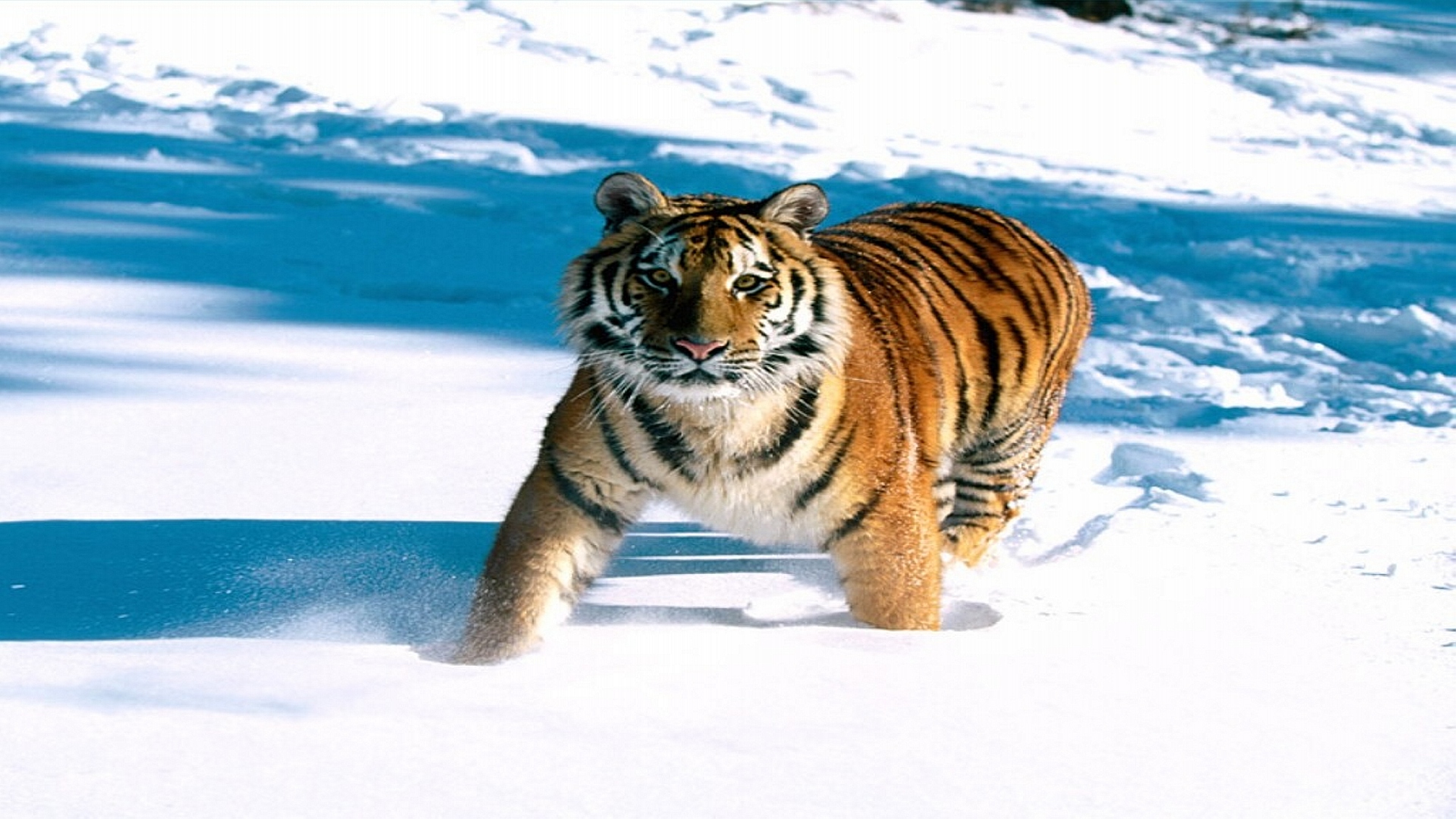 Tiger In Snow - HD Wallpaper 