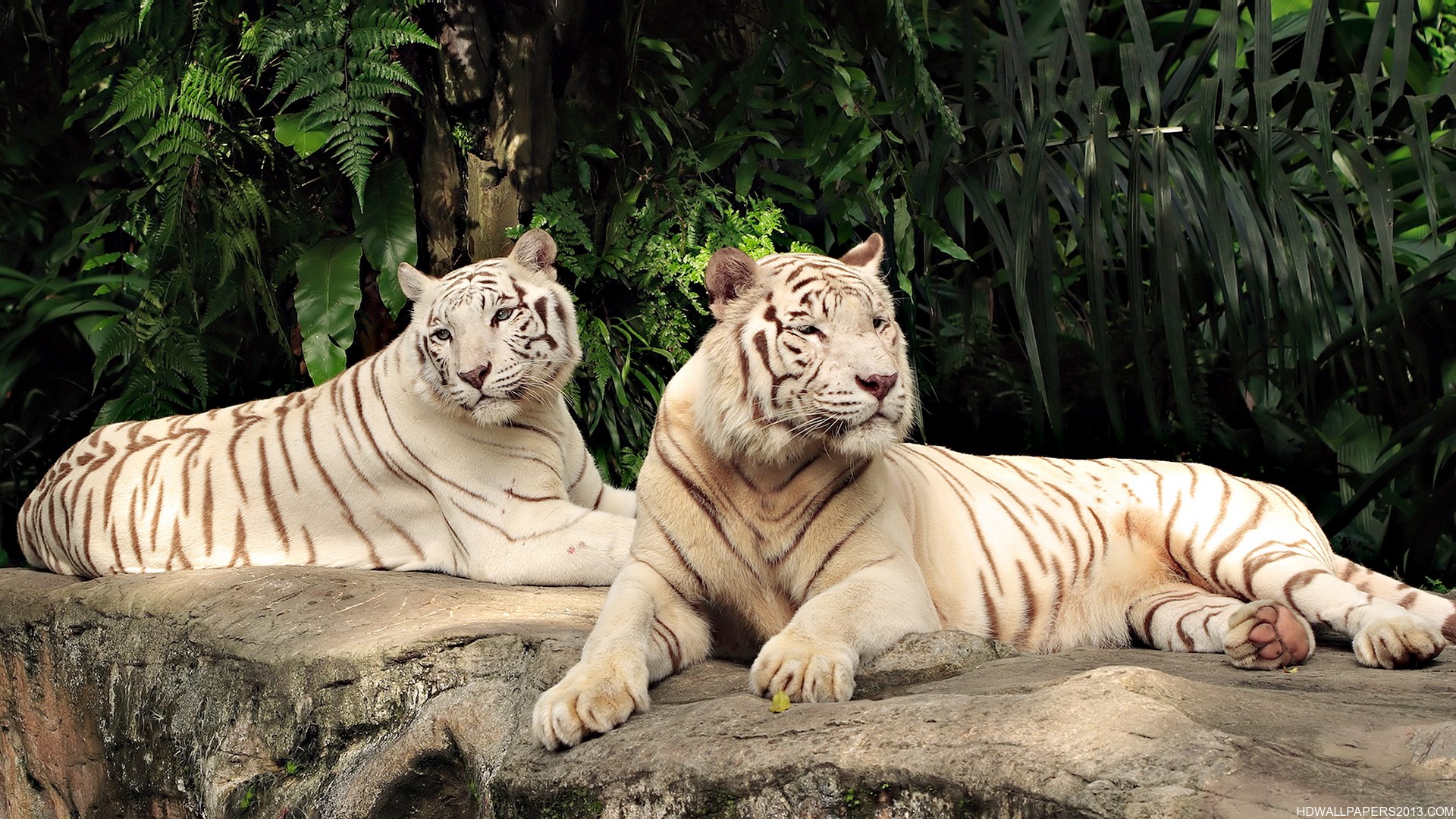 White Tiger - Singapore Zoo - HD Wallpaper 