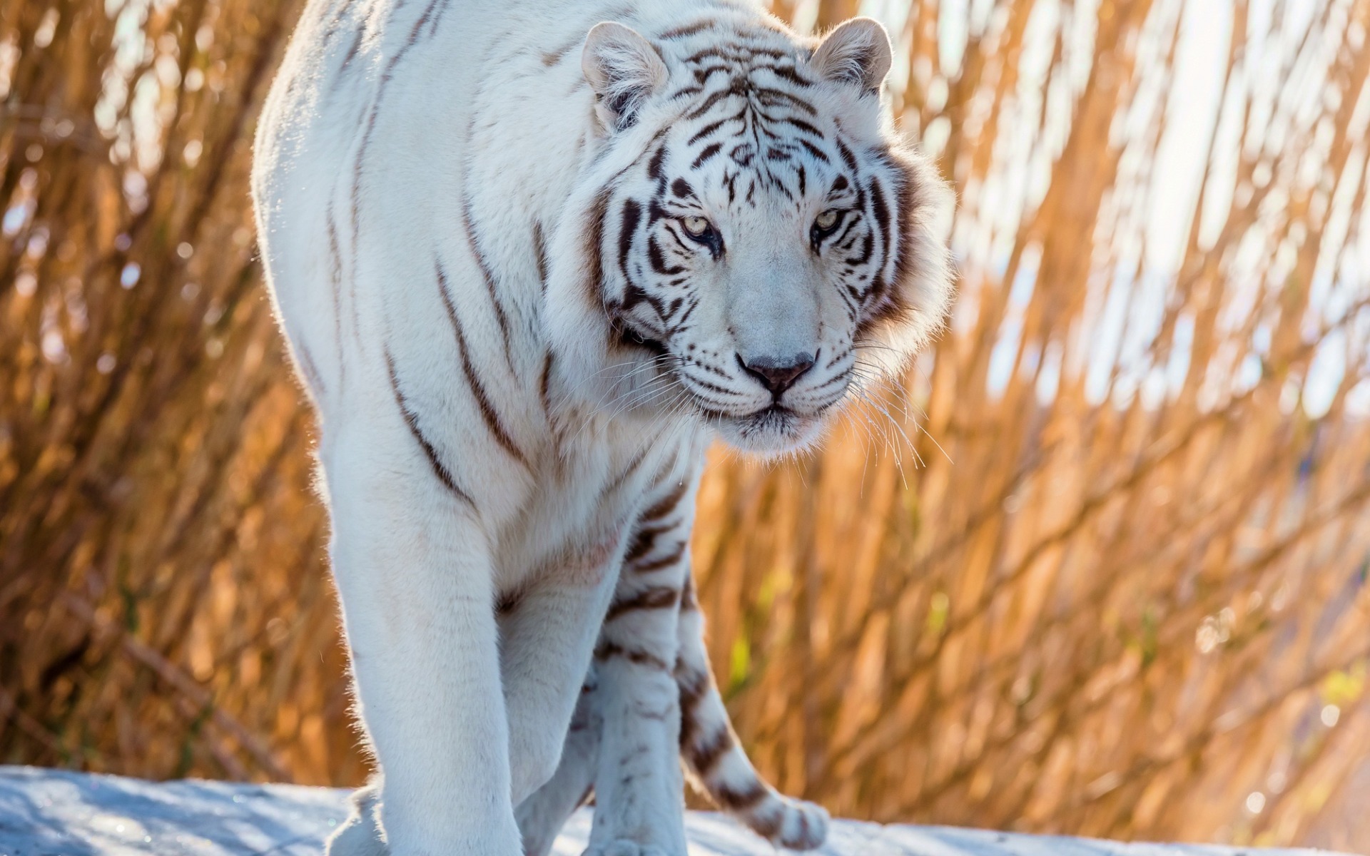 White Tiger, Predator, Snow, Wildlife, Tigers, Dangerous - Beautiful Tiger And Cat - HD Wallpaper 