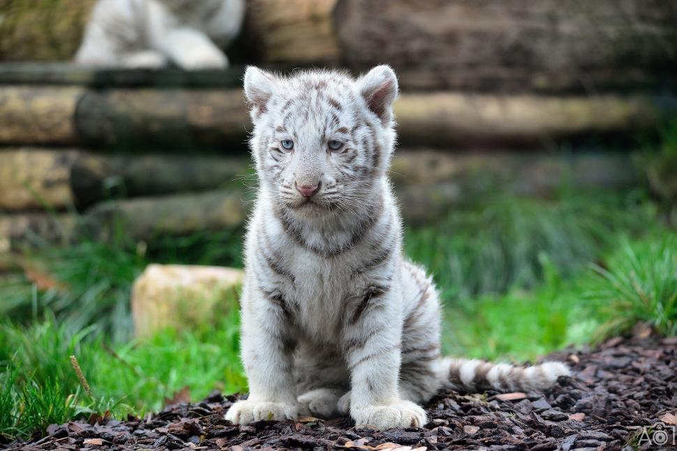 White Tiger, Baby Wallpaper,baby Hd Wallpaper,tiger - White Tiger Cub Hd - HD Wallpaper 