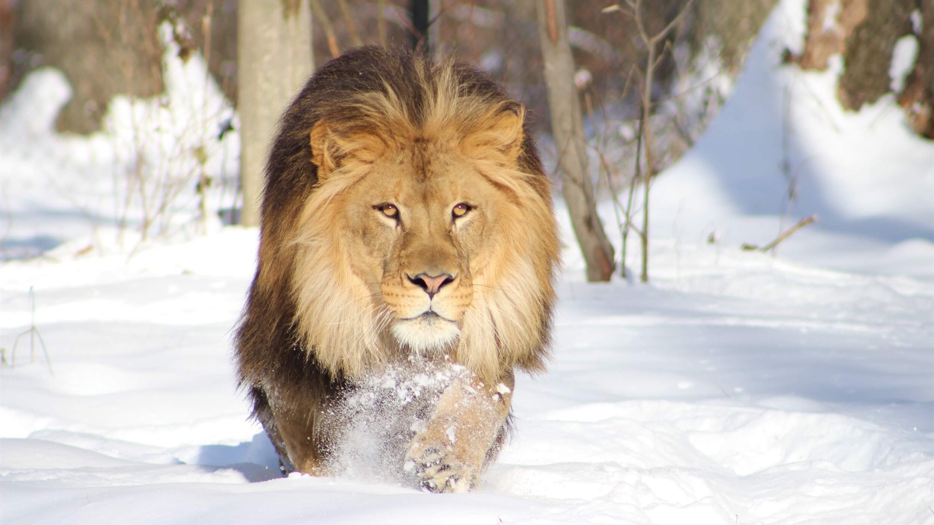 Wildlife Lion Pic Download - Lion Wallpaper Hd Download - 1920x1080 Wallpaper Wildlife Lion Pic Download - Lion Wallpaper Hd Download - 1920x1080 Wallpaper