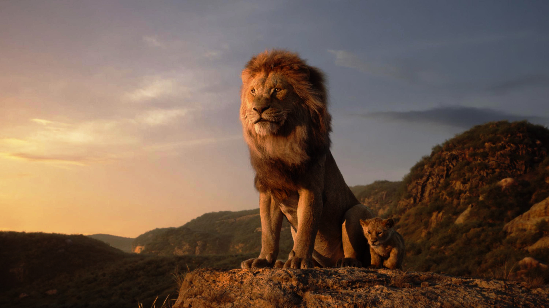 Lion King - HD Wallpaper 