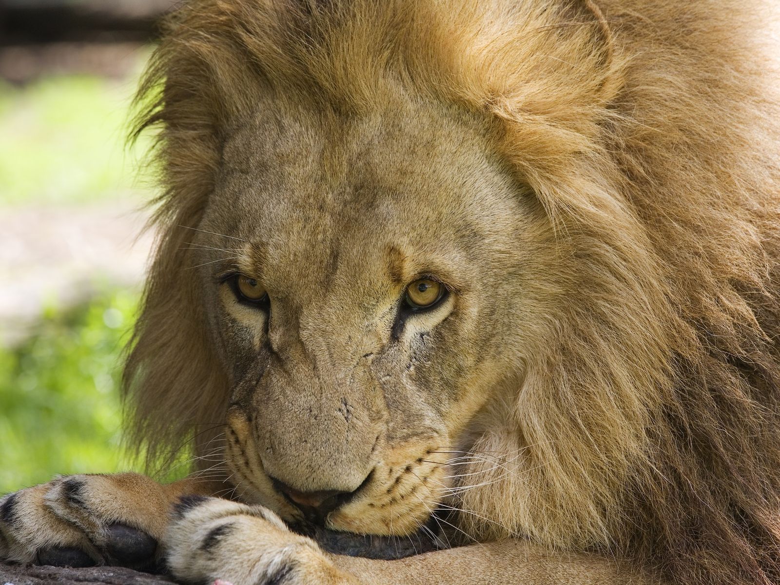 3d Lion Wallpapers Free Download - Wallpaper - HD Wallpaper 