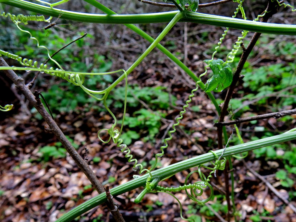 Flower - HD Wallpaper 