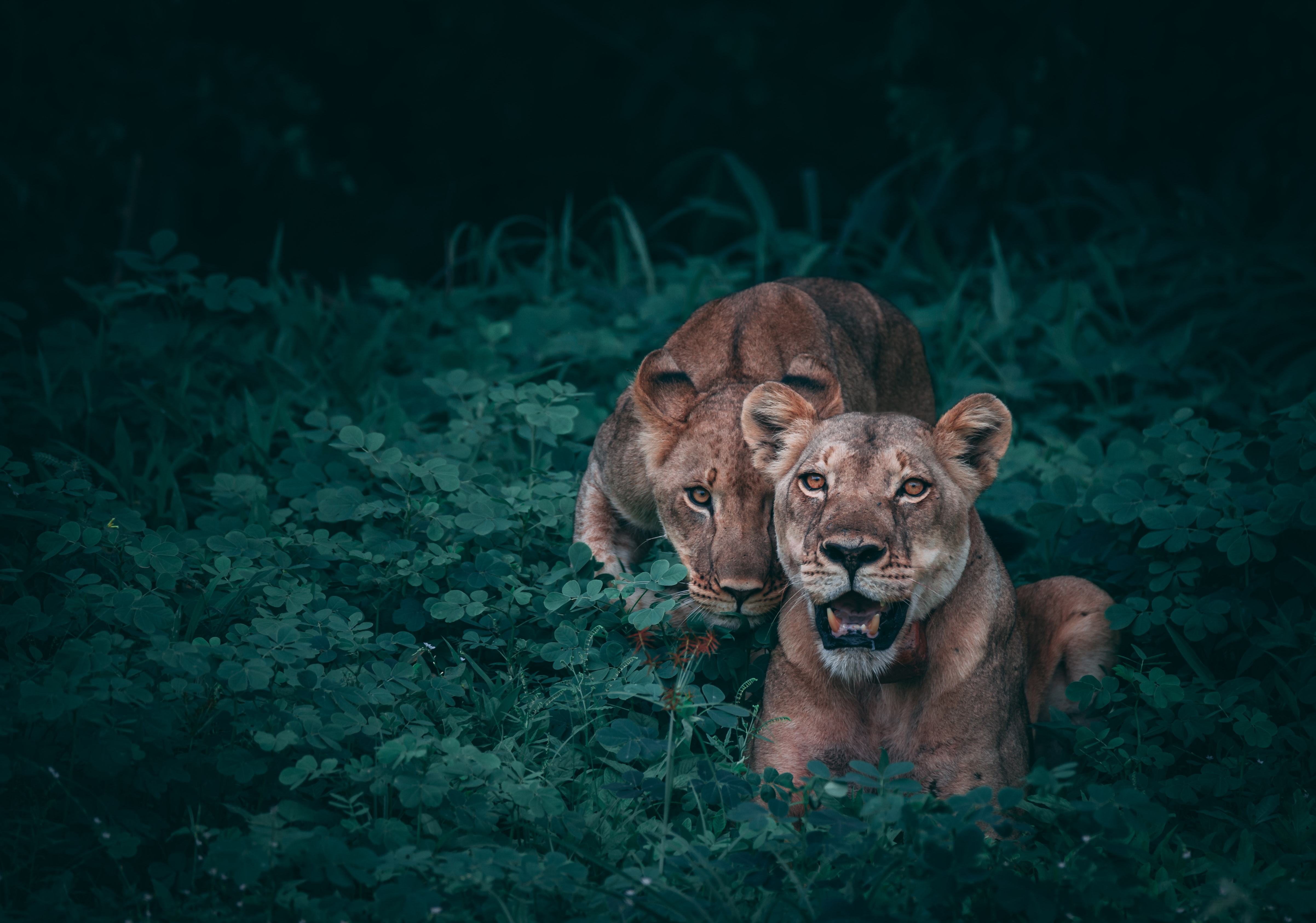 Nature Animal Photography Instagram - 4807x3372 Wallpaper Nature Animal Photography Instagram - 4807x3372 Wallpaper