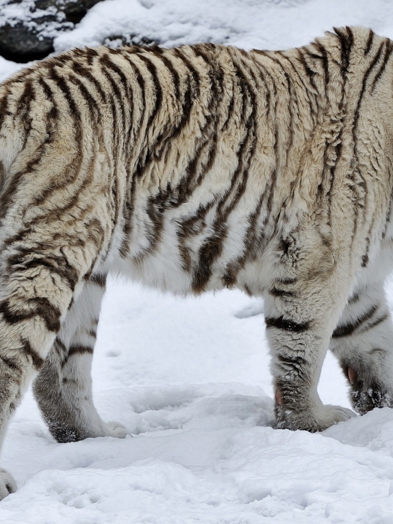 White Tigers In The Snow - HD Wallpaper 