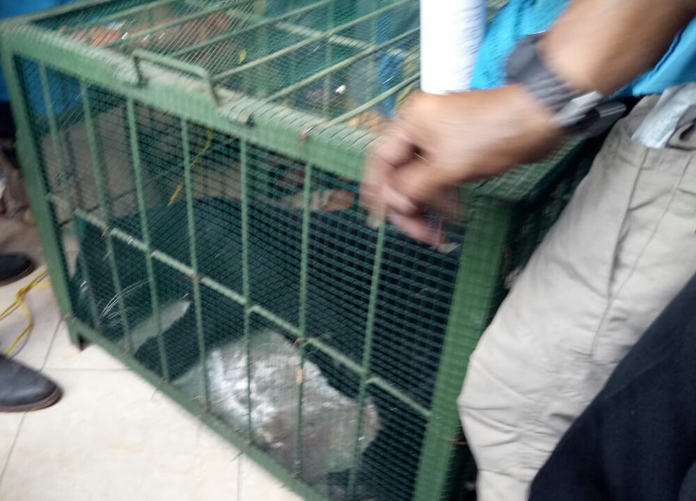 Animal Shelter - 1000x720 Wallpaper - teahub.io