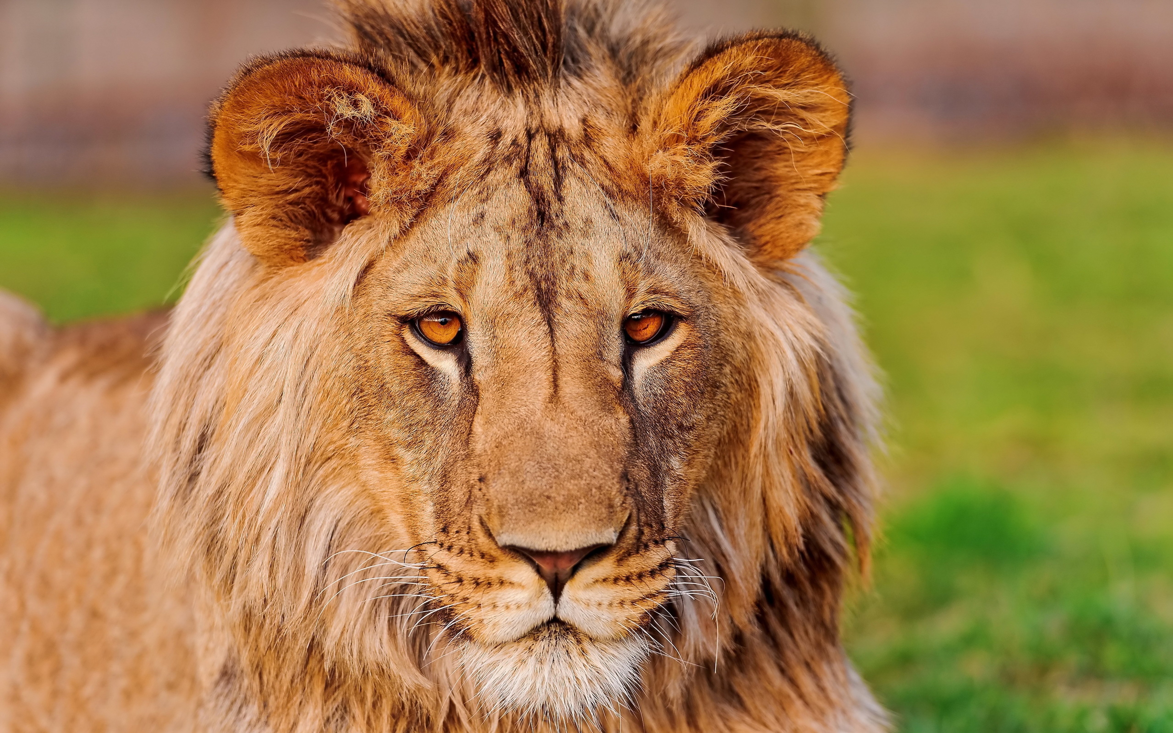 Download Wallpaper Lion, Face, Eye, Predator Ultra - Full Hd Lion Face - HD Wallpaper 