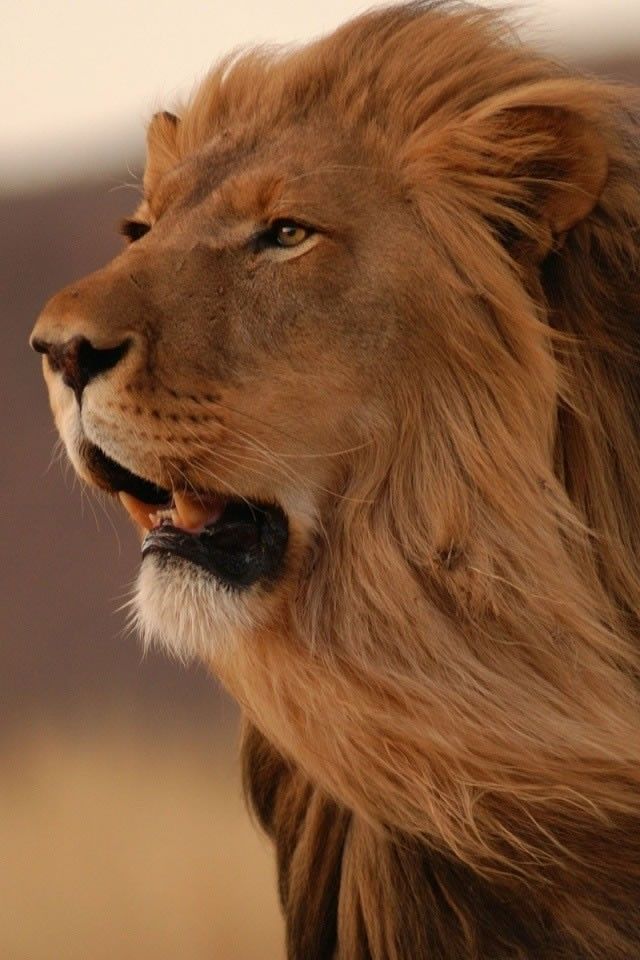 High Quality Lion - HD Wallpaper 