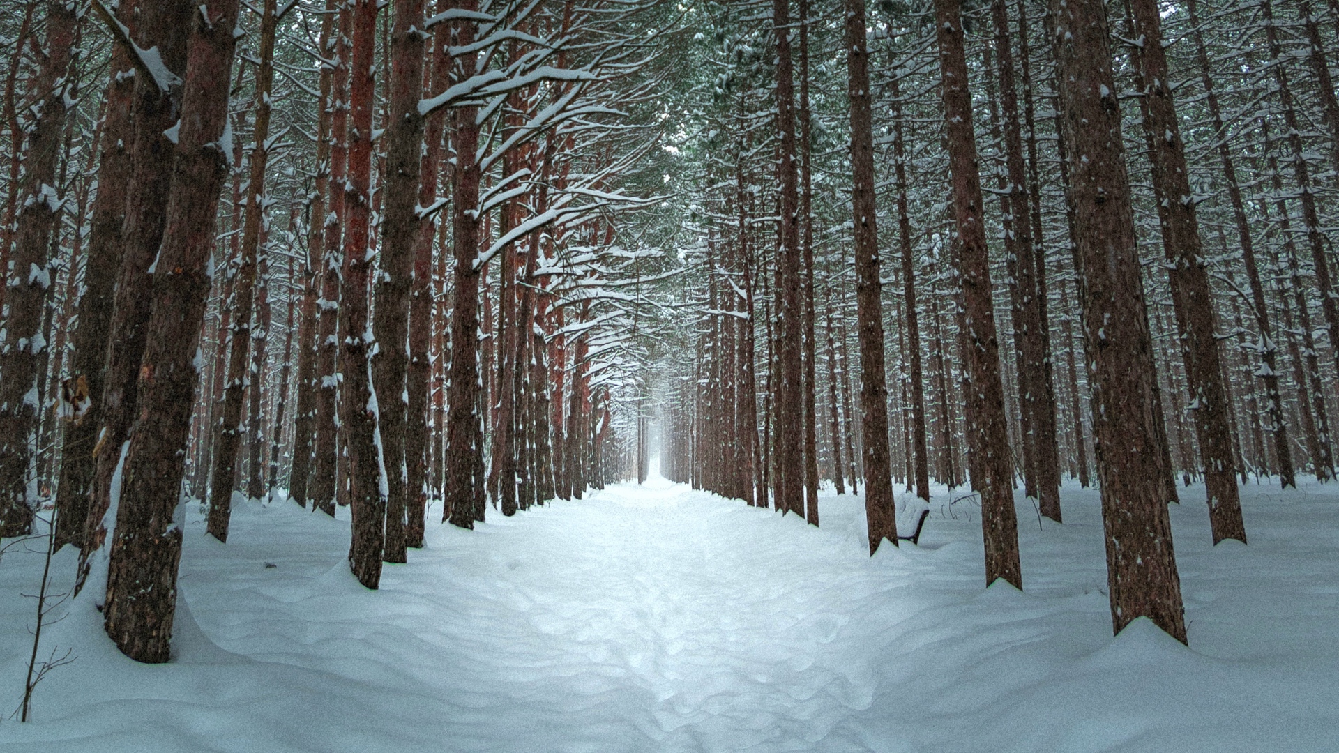 Wallpaper Winter, Forest, Trail, Snow, Trees - 1080p Winter Forest Background - HD Wallpaper 