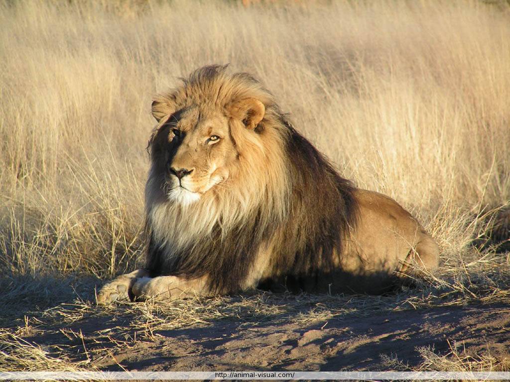 Stylish Pics Of Lion - HD Wallpaper 