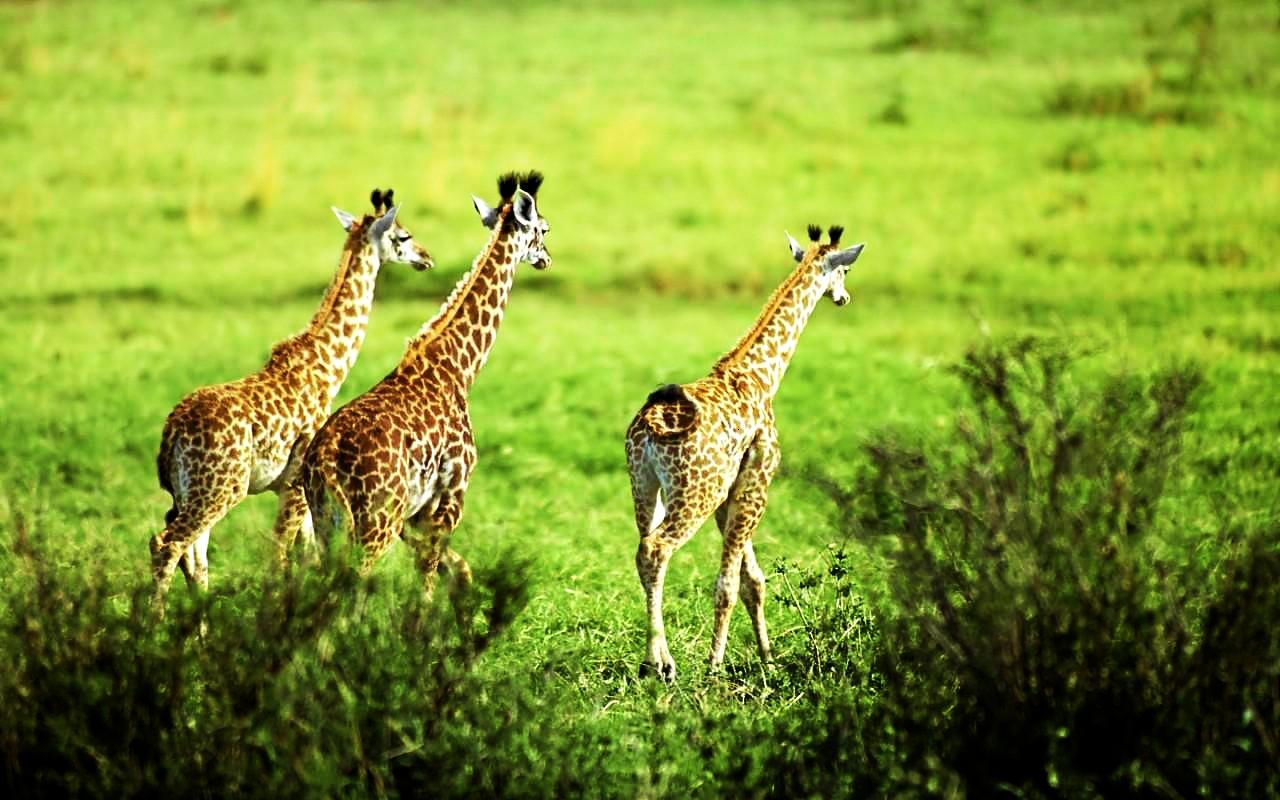 非洲 大 草原 - HD Wallpaper 