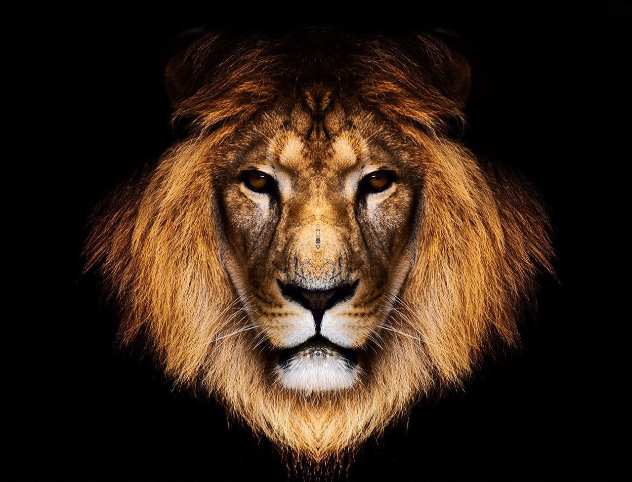 Lion, Animal, And King Image - Lion Face Free - HD Wallpaper 