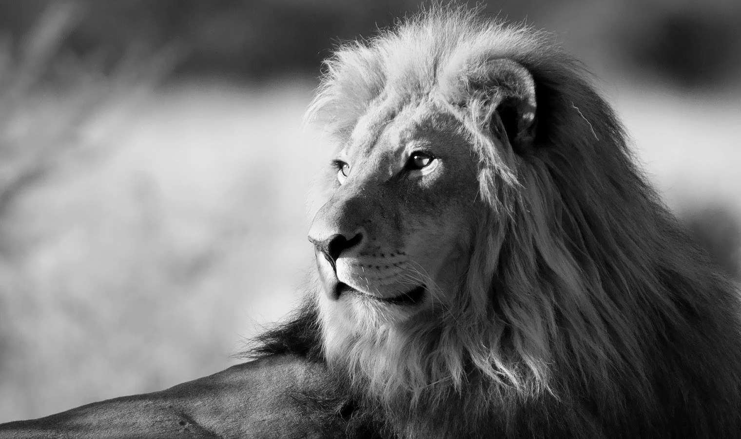 Angry Lion Hd Wallpaper - Hd Angry Lion - 1520x900 Wallpaper Angry Lion Hd Wallpaper - Hd Angry Lion - 1520x900 Wallpaper