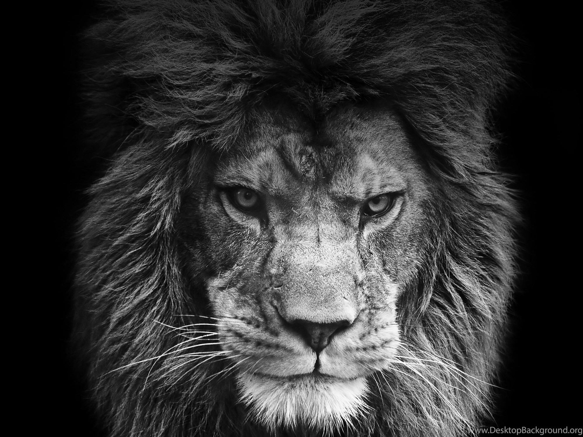 2000x1500, Fullscreen 
 Data Id 117110 
 Data Src /walls/full/b/1/d/117110 - Lion I Am The Storm - HD Wallpaper 