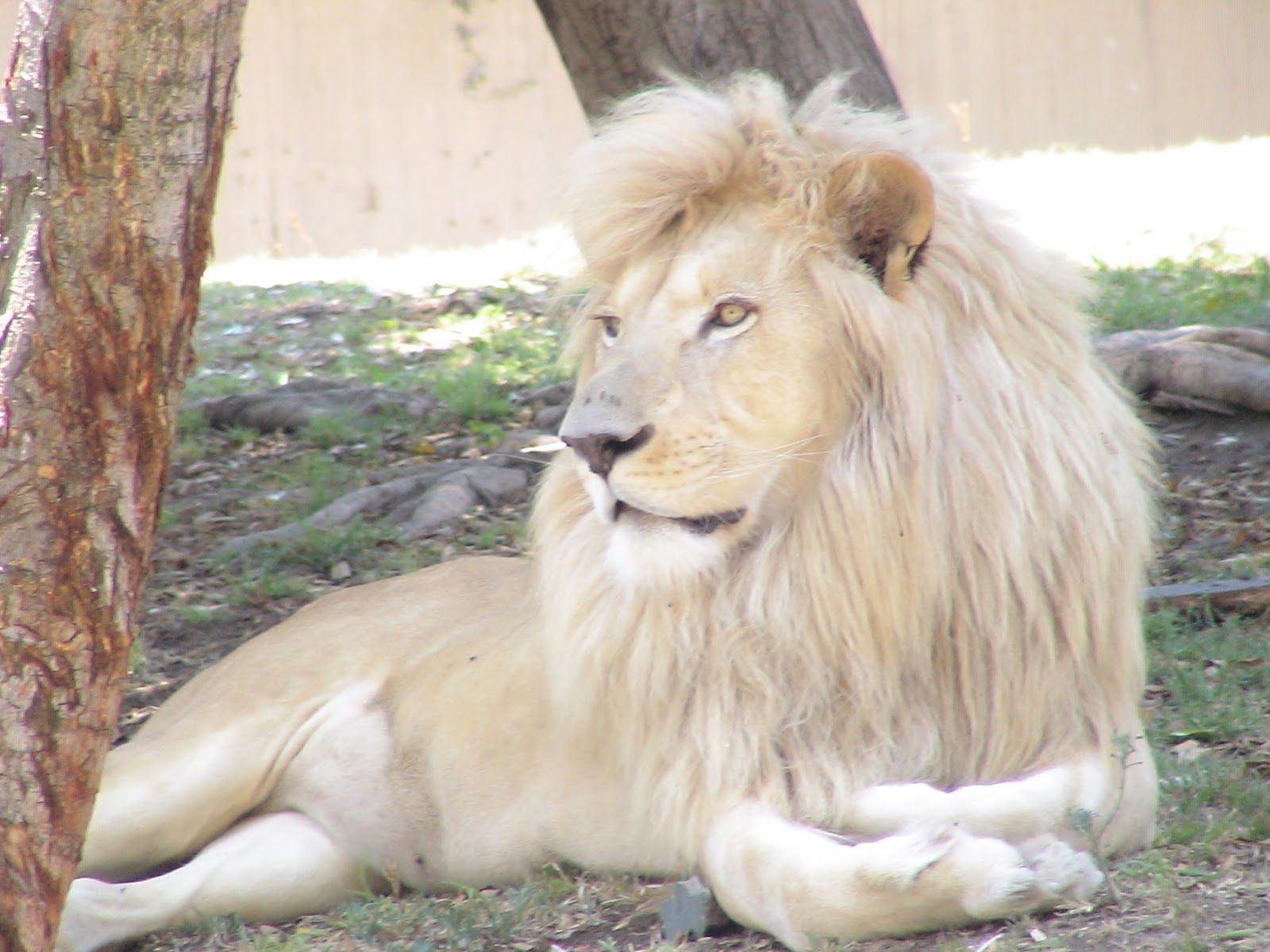 White Lion In South Africa - HD Wallpaper 