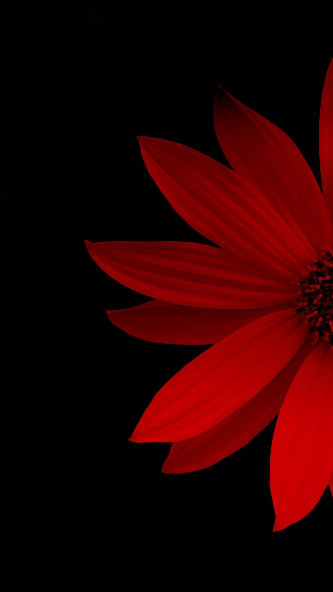 African Daisy - HD Wallpaper 