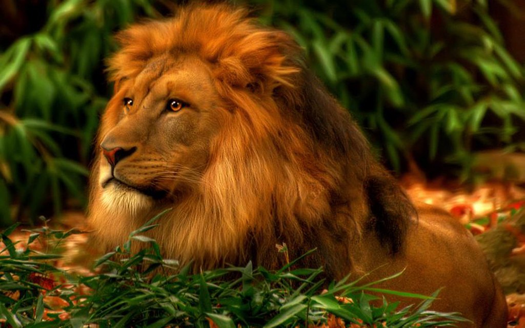 Lion Wallpaper Hd - HD Wallpaper 