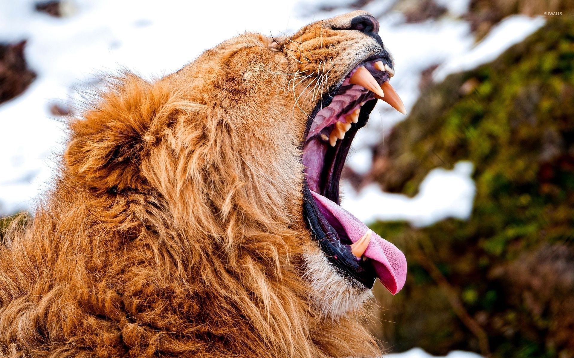 Lion Yawning Wallpaper Hd - HD Wallpaper 