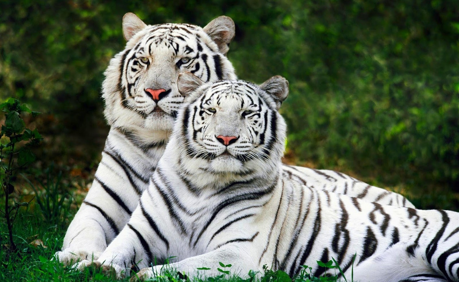 Male And Female White Tigers - HD Wallpaper 