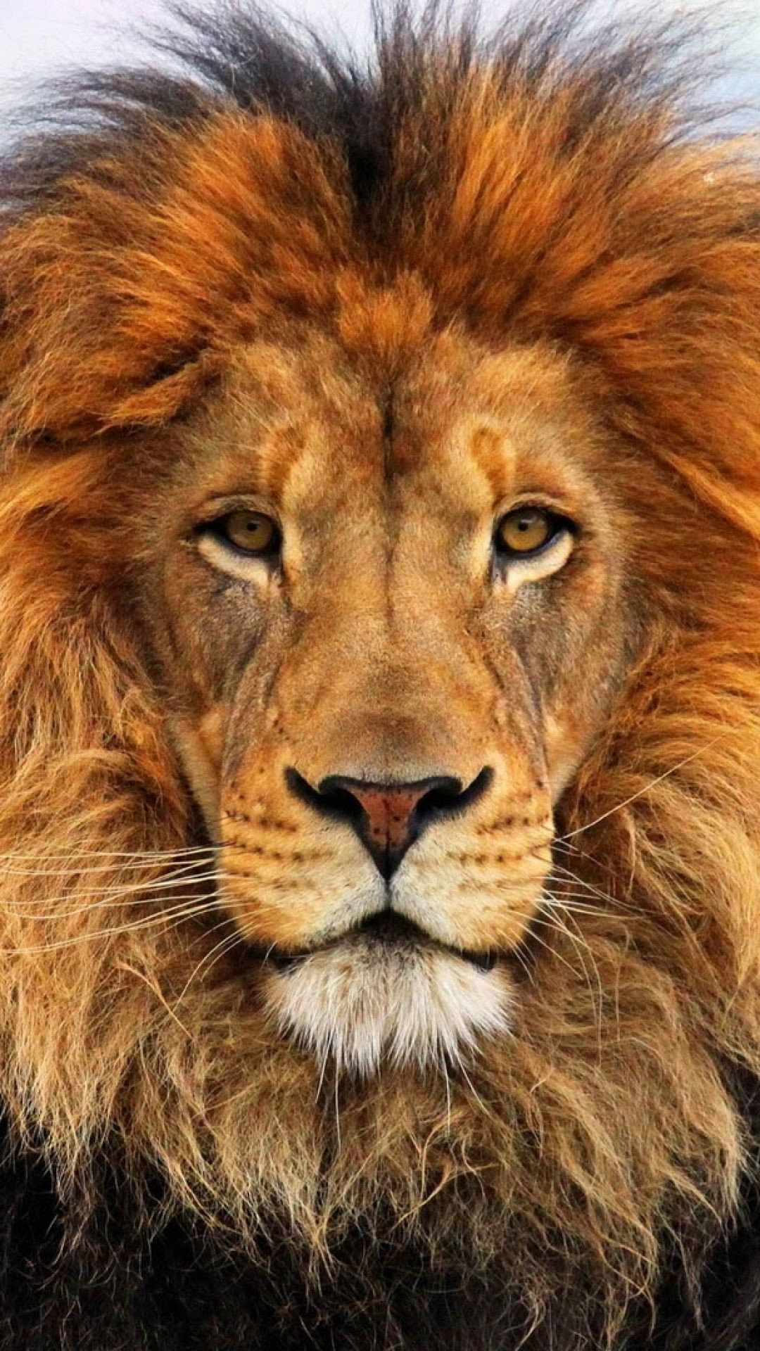 1080x1920, Wallpaper Face, Eyes, Lion, Fur, Mane 
 - Half A Lion Face - HD Wallpaper 