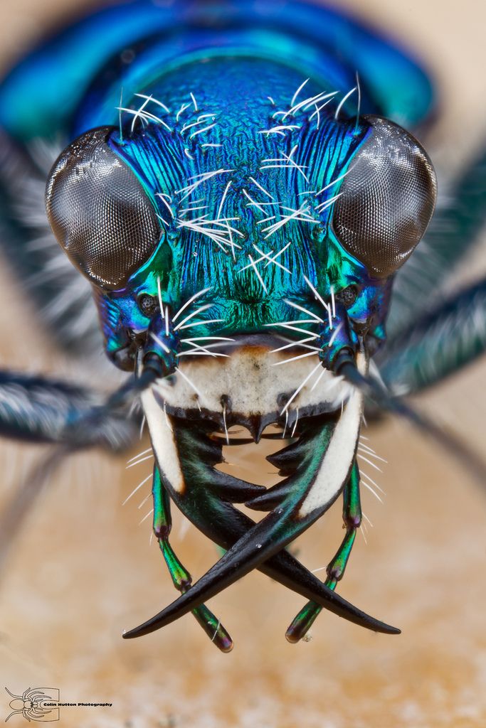 Tiger Beetle Face - HD Wallpaper 
