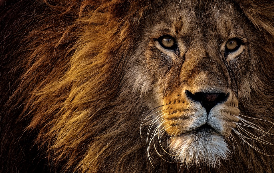 3d Lion Wallpaper Download - King Needs A Kingdom - HD Wallpaper 