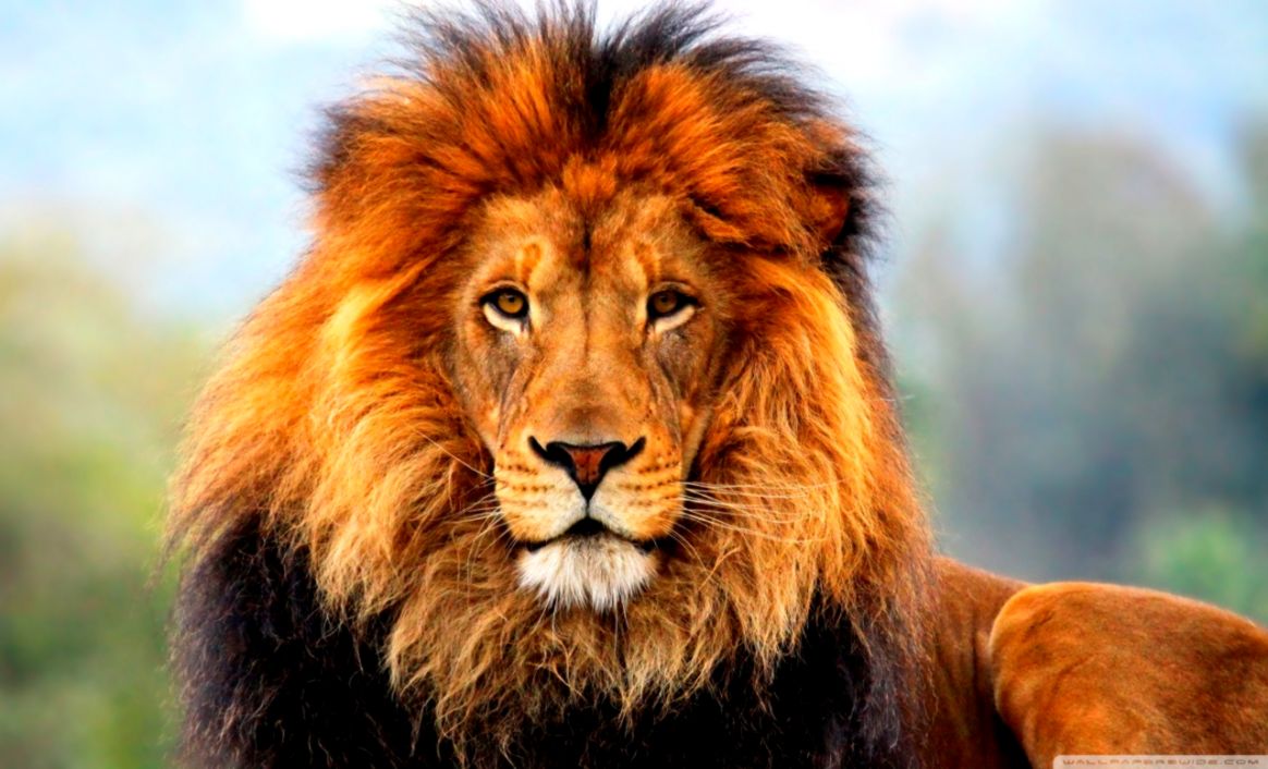 Lion ❤ 4k Hd Desktop Wallpaper For • Wide & Ultra Widescreen - Wildlife Heritage Foundation - HD Wallpaper 
