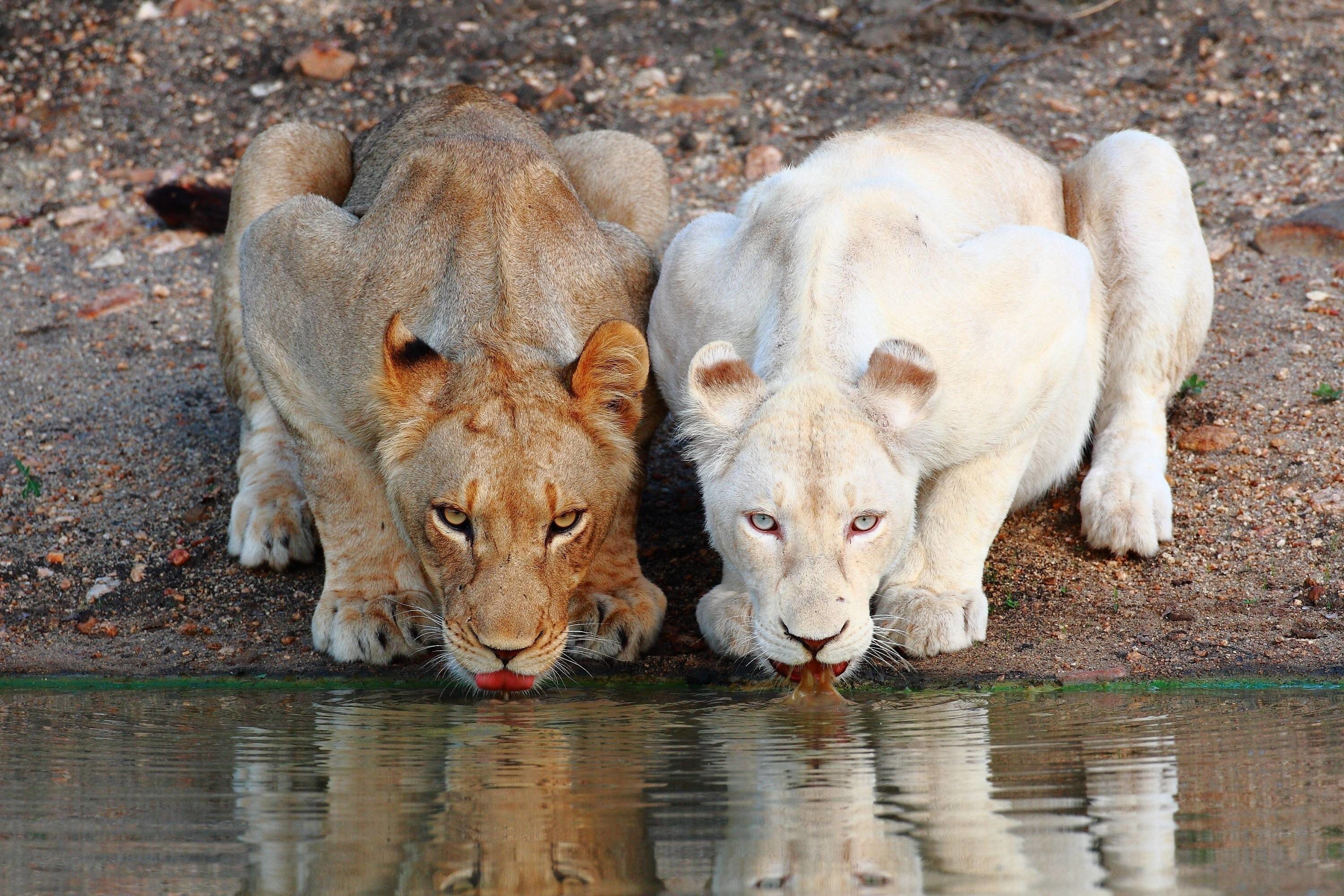 Wallpaper Hd White Lion Hq Images 12 Hd Wallpapers - White Lion And Lion - 3000x2000 Wallpaper Wallpaper Hd White Lion Hq Images 12 Hd Wallpapers - White Lion And Lion - 3000x2000 Wallpaper