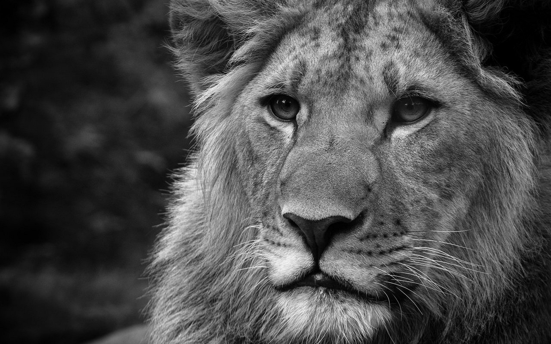 Lion Picture Wallpaper Black And White - HD Wallpaper 