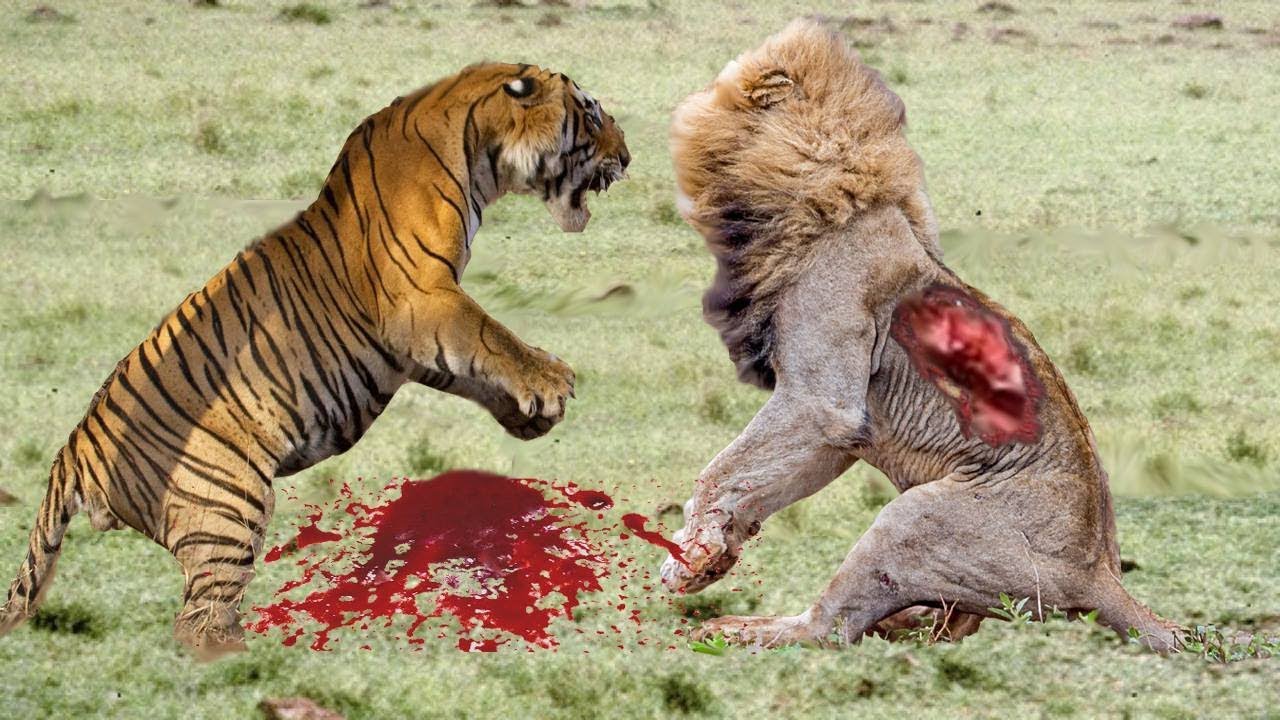 Tiger Vs Lion - HD Wallpaper 