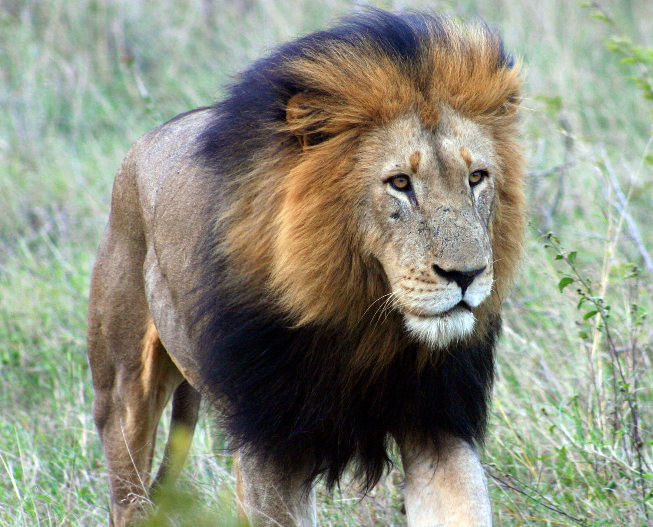 Lion With Black Mane - HD Wallpaper 