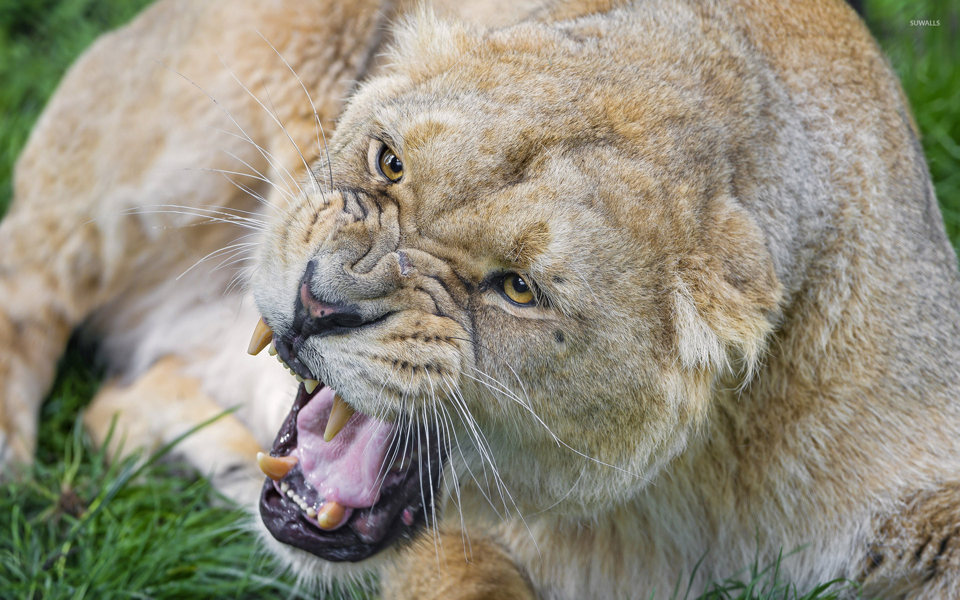 Angry Lioness Free - HD Wallpaper 