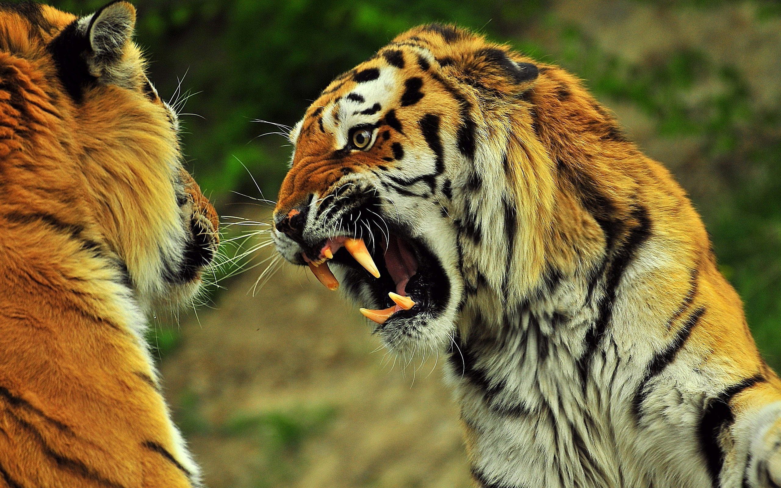 Angry Lion Photo Wallpaper - Tiger Agery - HD Wallpaper 