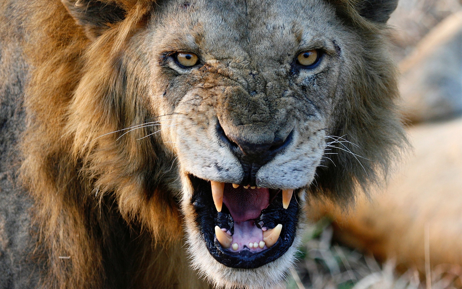 wumper lion