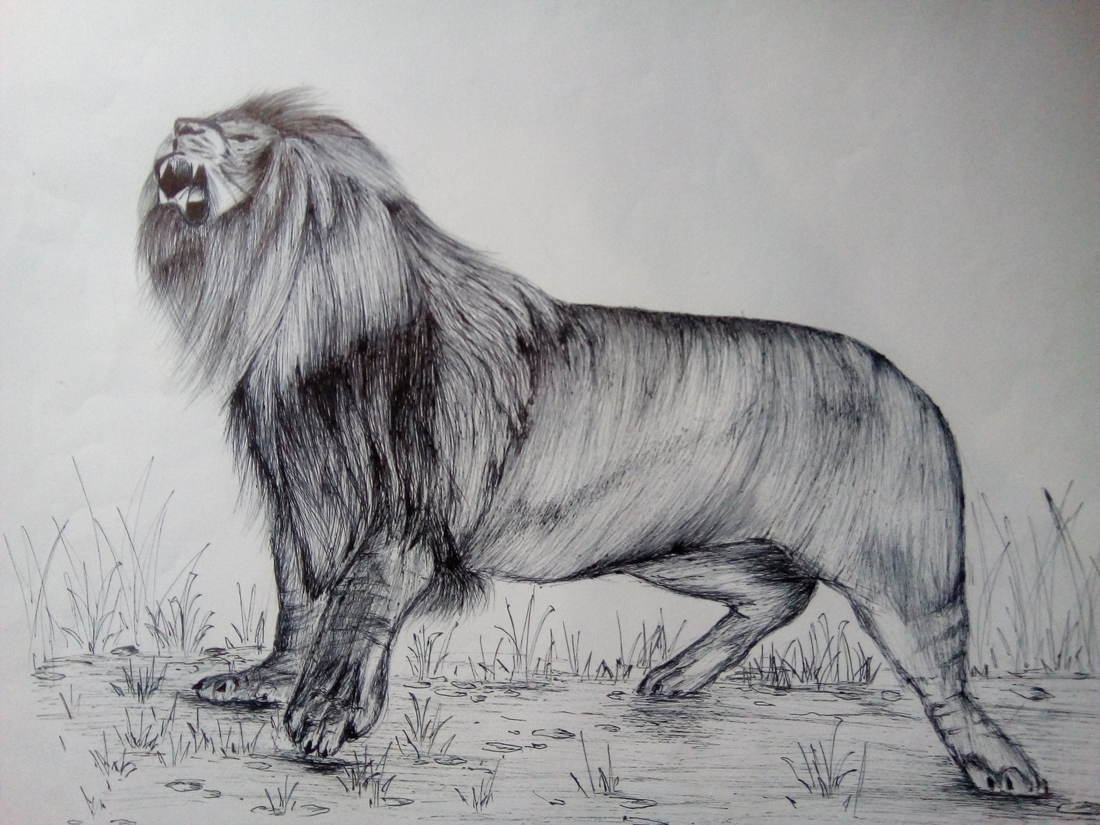 Masai Lion - HD Wallpaper 