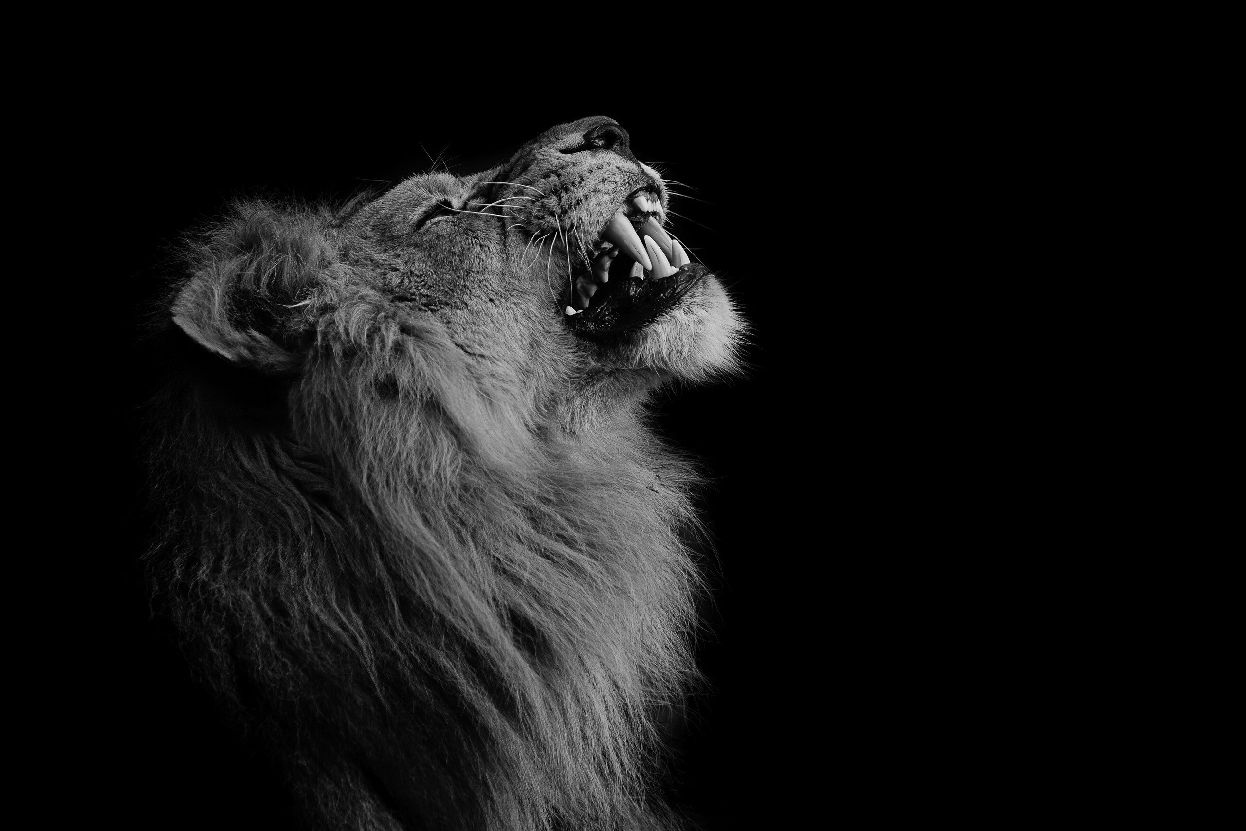 Photography Lion Animals Wallpaper And Background 
 - Lion Wallpaper Black - HD Wallpaper 